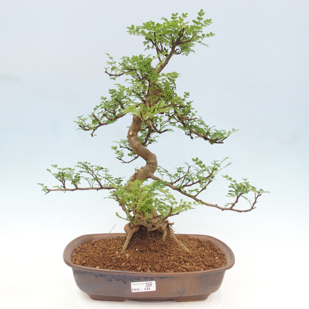 Szobai bonsai - Zantoxylum piperitum - borsfa