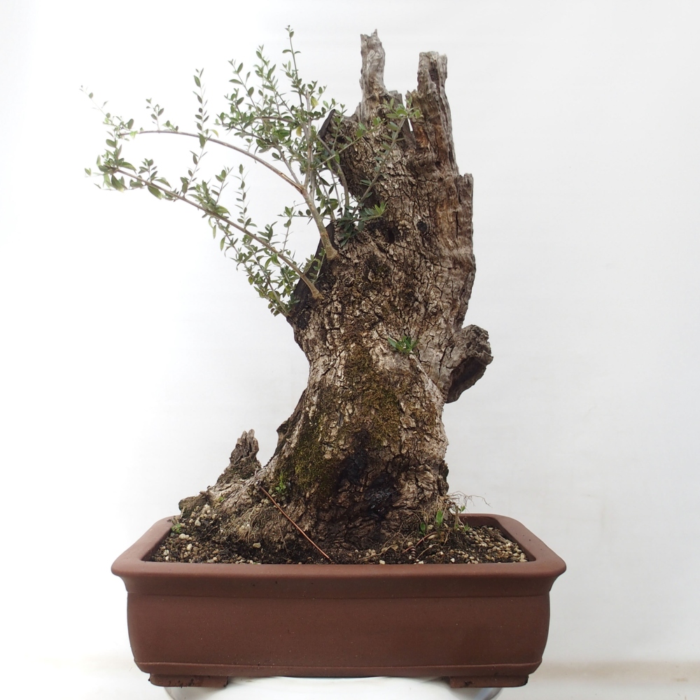 Beltéri bonsai - Olea europaea sylvestris