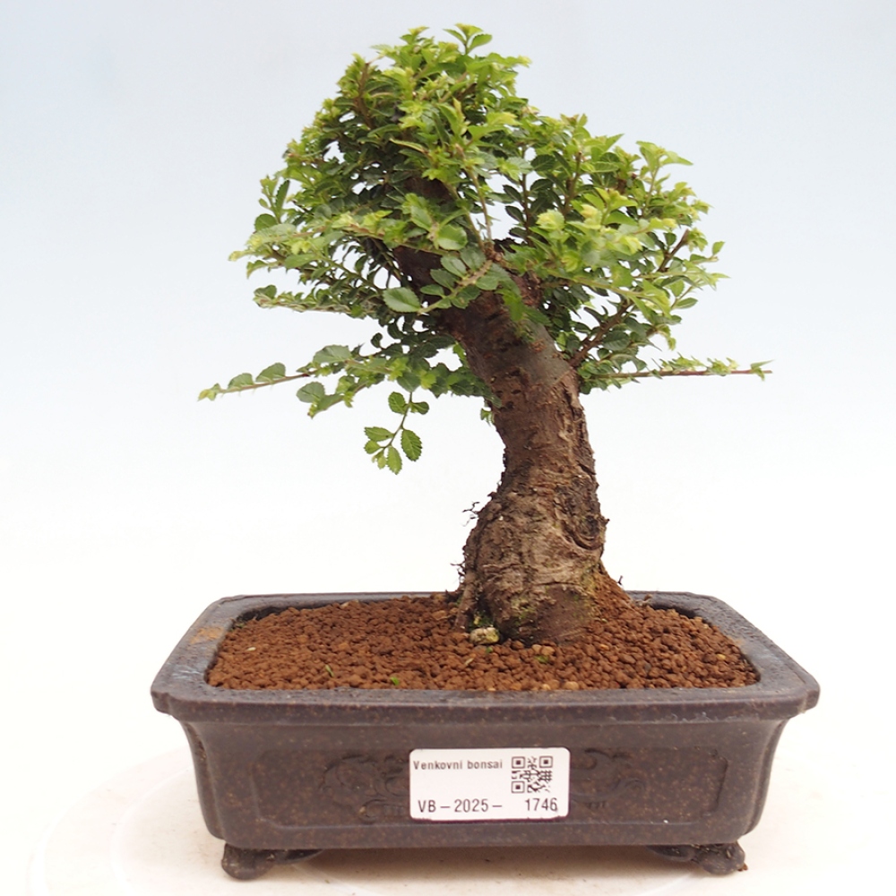 Kültéri bonsai - Ulmus parvifolia Hokkaido - Kínai szil - Ulmus parvifolia Hokkaido