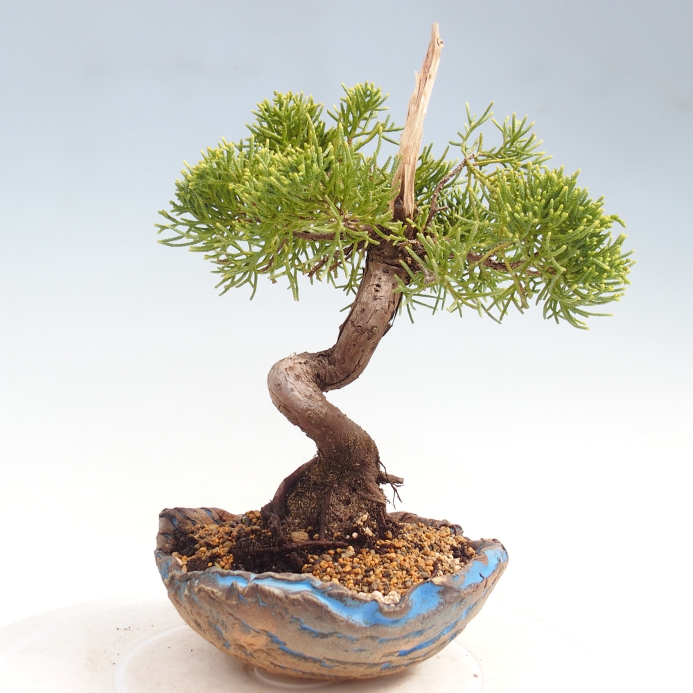 Kültéri bonsai - Juniperus chinensis Kishu