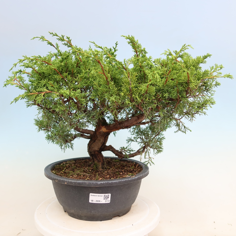 Kültéri bonsai - Juniperus chinensis Itoigawa-Juniperus chinensis