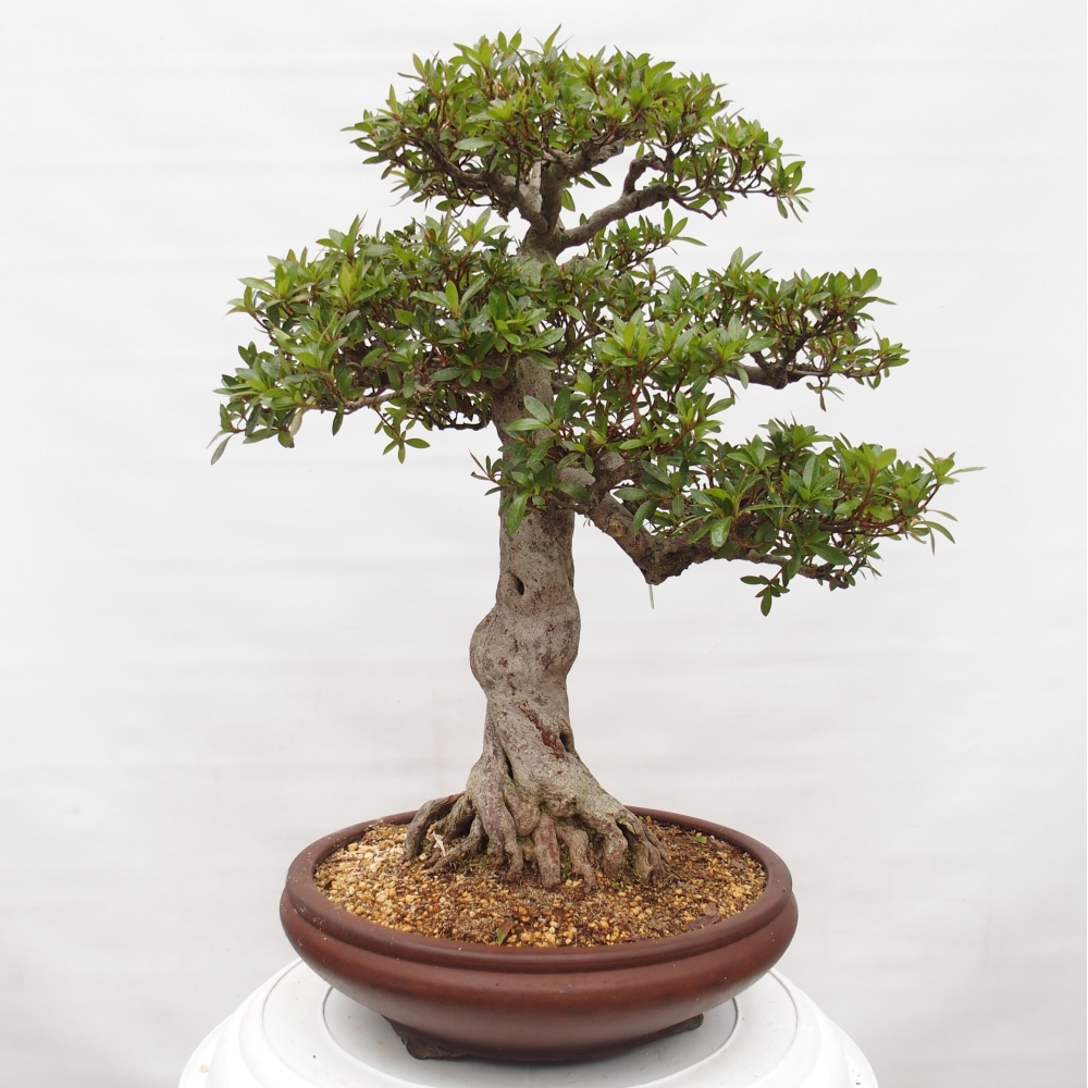 Kültéri bonsai - Japán azálea - Azalea Osakazumi