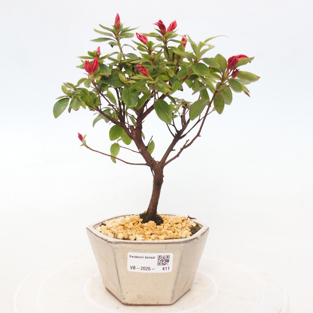 Kültéri bonsai - japán azálea - Azalea sp.