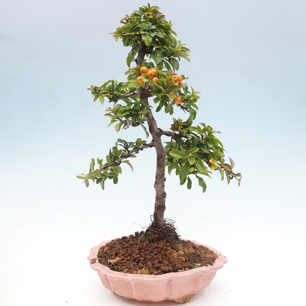 Kültéri bonsai-Pyracantha Teton - Hlox