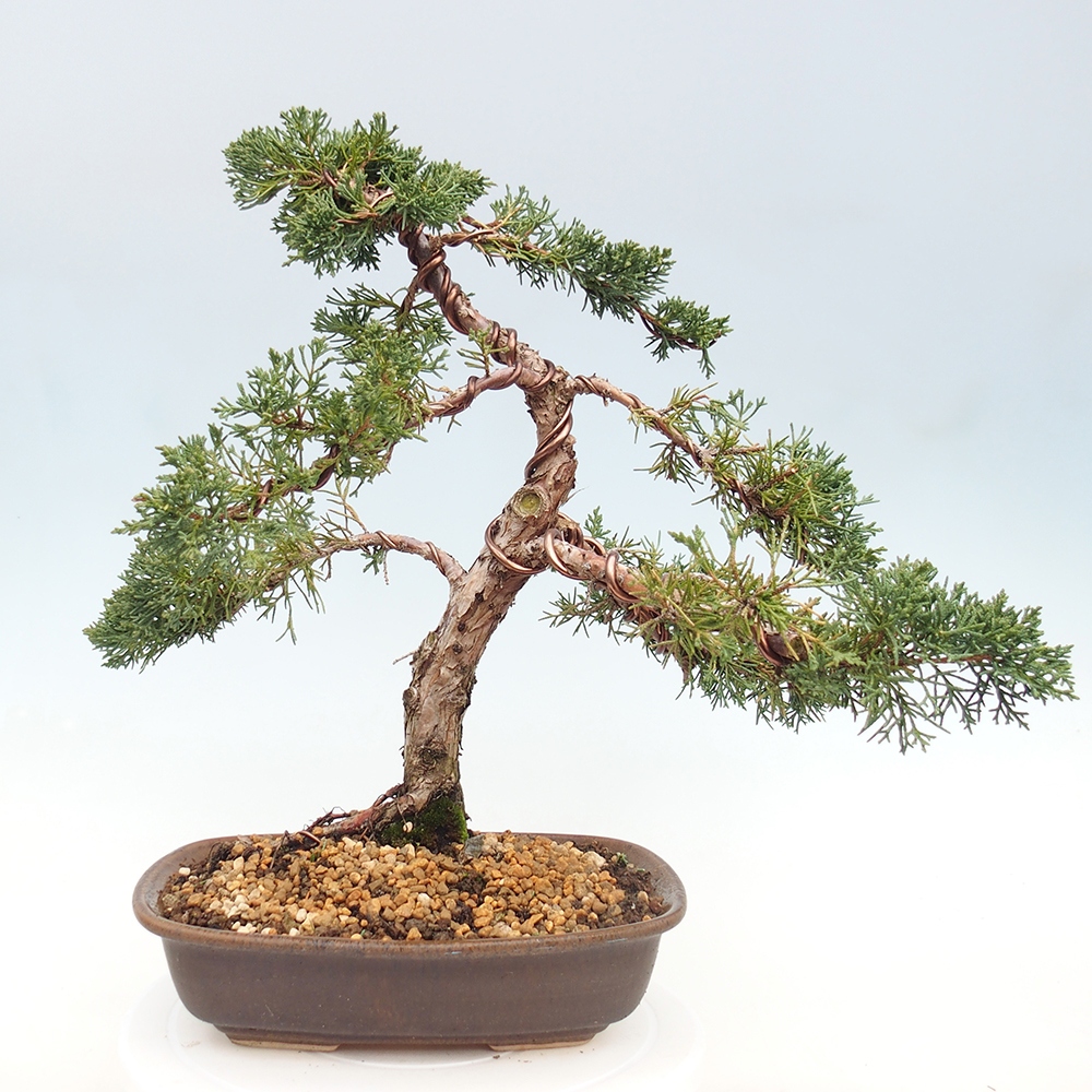 Kültéri bonsai - Juniperus chinensis Kishu