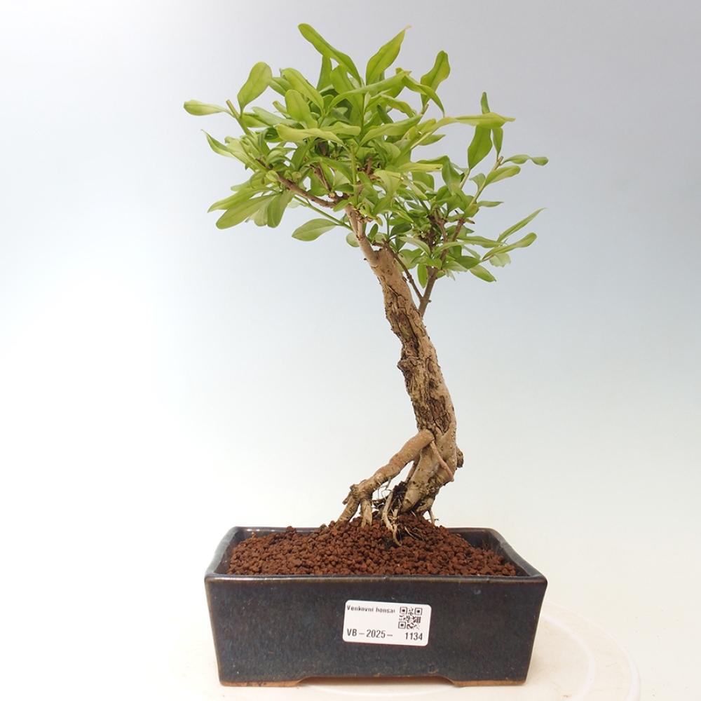 Kültéri bonsai - Prunus spinosa