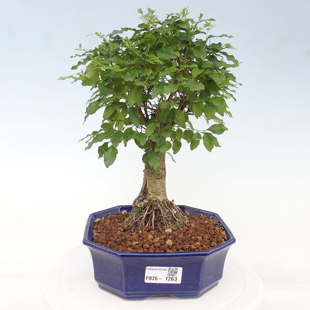 Szobai bonsai -Ligustrum chinensis - Madárcsőr