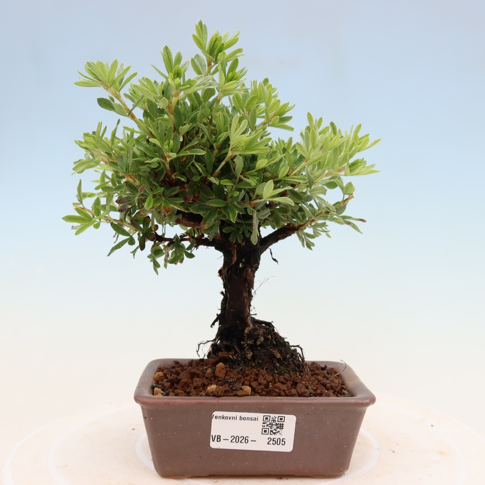 Kültéri bonsai - Potentila fruticosa