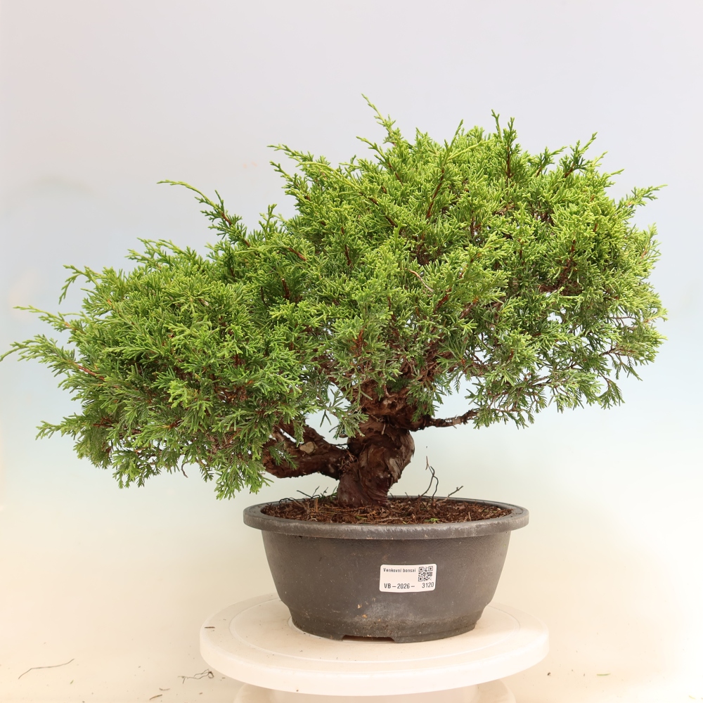 Kültéri bonsai - Juniperus chinensis Itoigawa-Juniperus chinensis