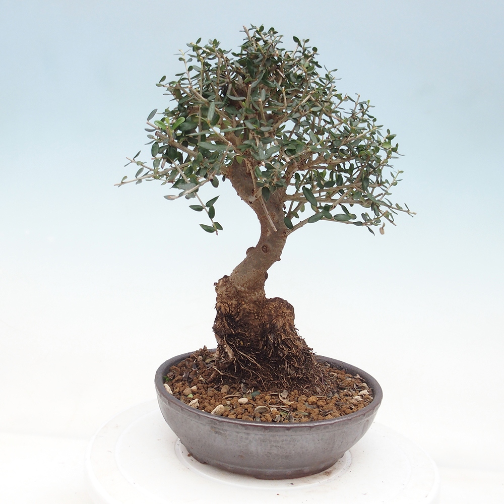 Beltéri bonsai - Olea europaea sylvestris