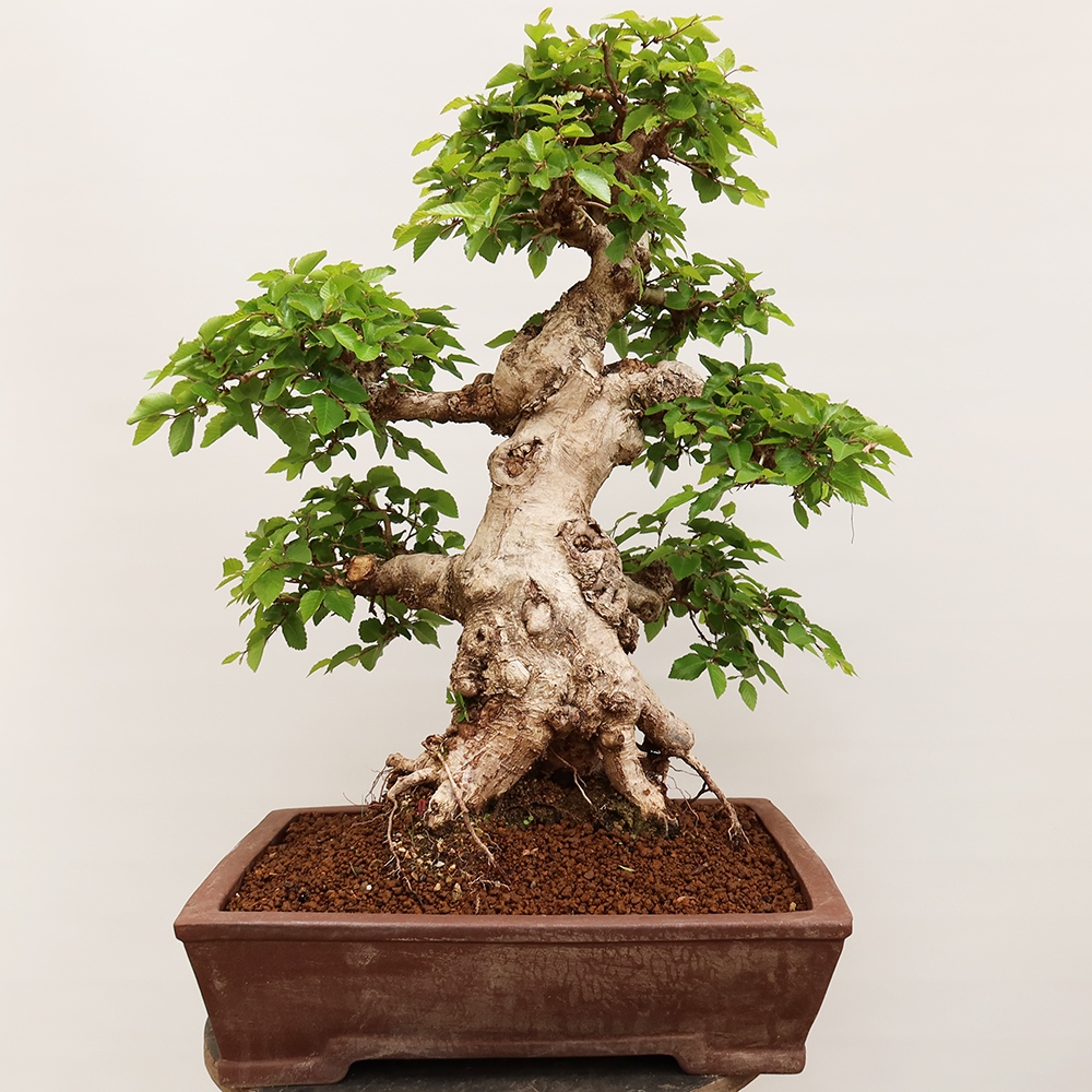 Kültéri bonsai -Carpinus Coreana - Koreai gyertyánfa
