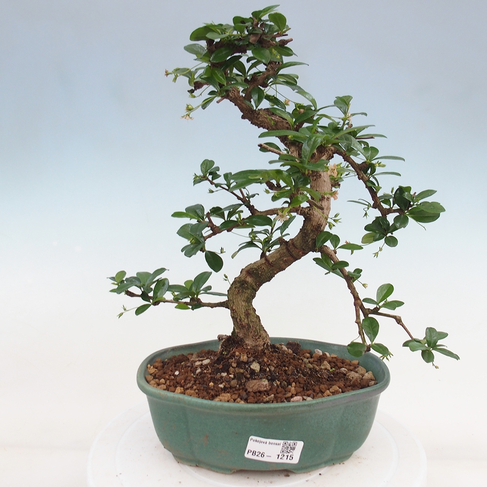 Szobai bonsai - Carmona macrophylla - Tea fuki