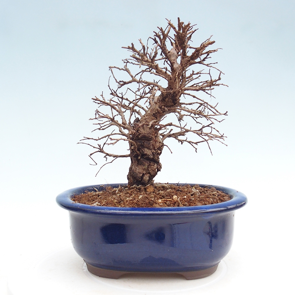 Kültéri bonsai - Zelkova - Zelkova NIRE