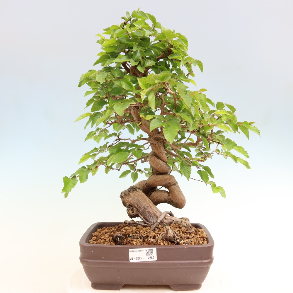 Kültéri bonsai -Carpinus Coreana - Koreai gyertyánfa
