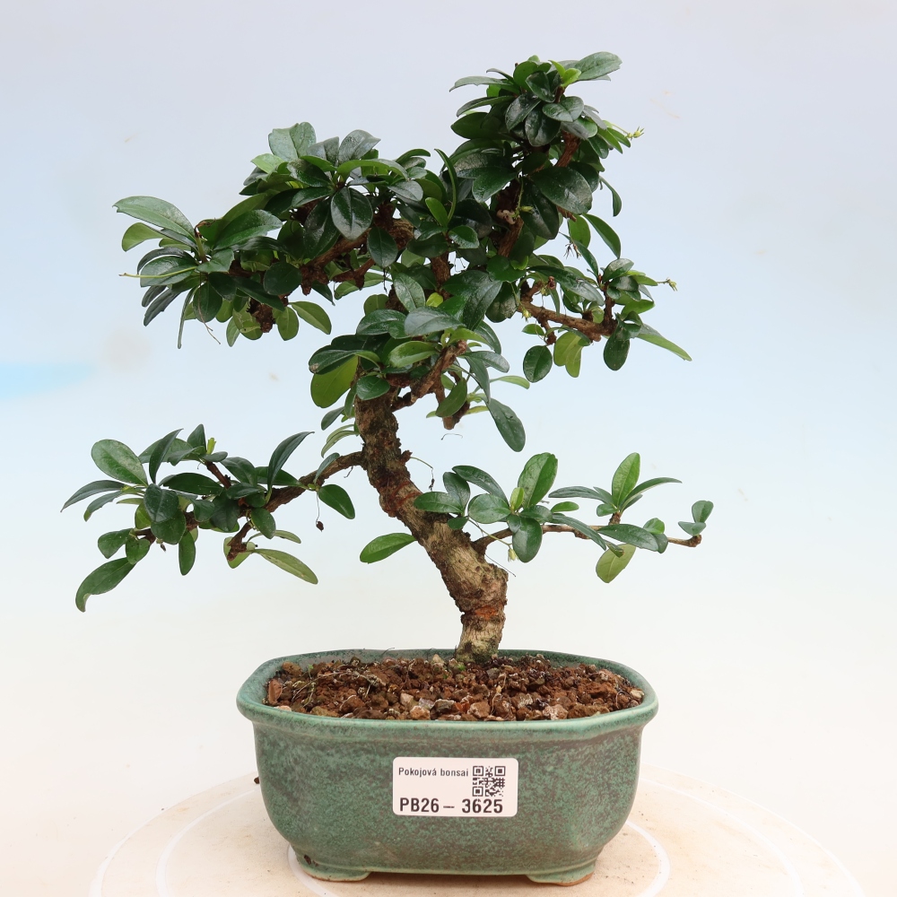Szobai bonsai - Carmona macrophylla - Tea fuki