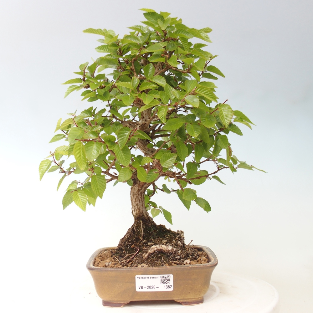 Kültéri bonsai -Carpinus CARPINOIDES - Koreai gyertyánfa