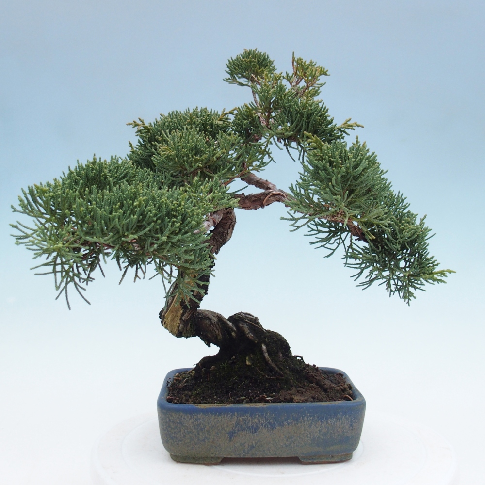 Kültéri bonsai - Juniperus chinensis Kishu