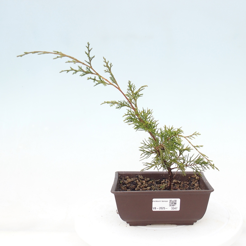 Kültéri bonsai - Juniperus chinensis Itoigawa