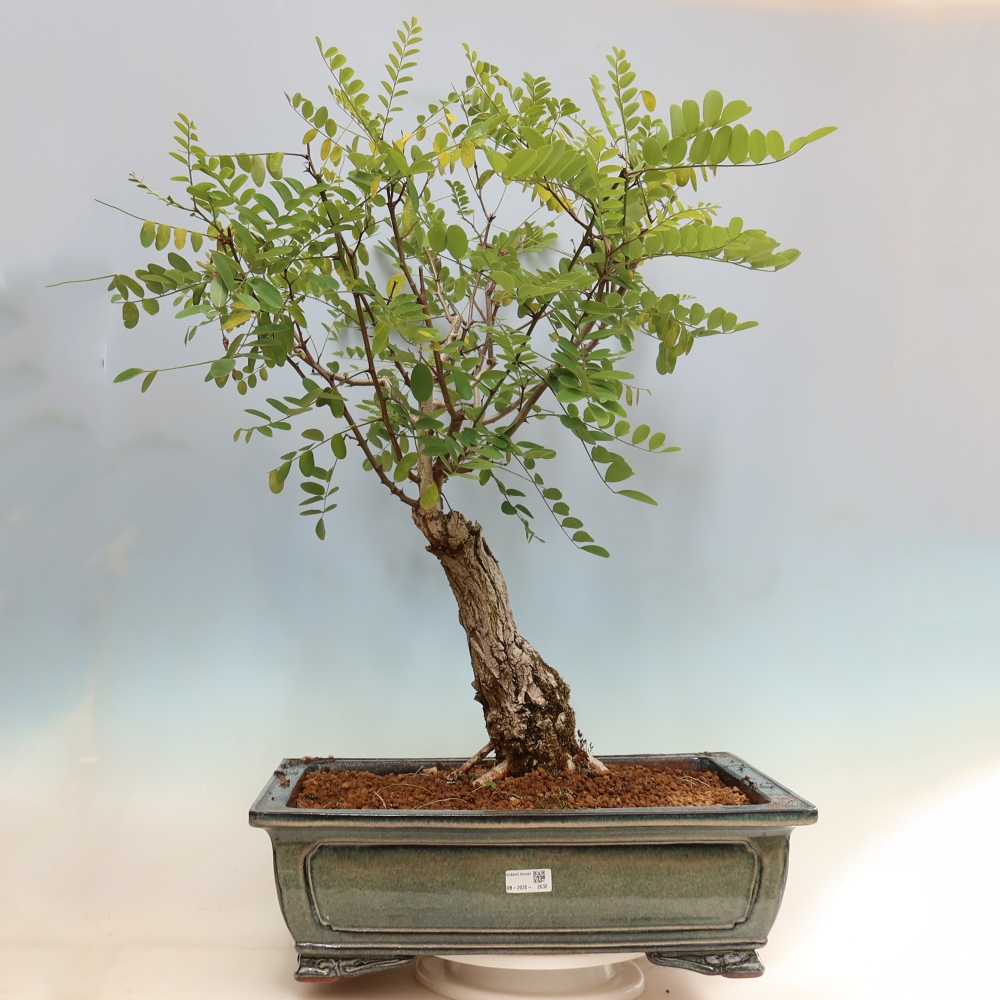Kültéri bonsai - Tüskés akác - Robinia pseudoacacia