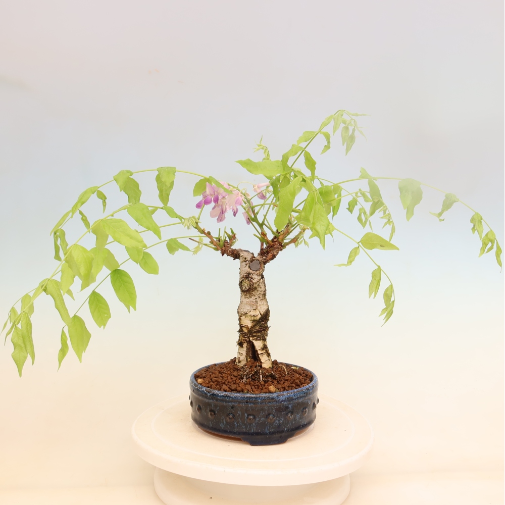 Kültéri bonsai - Wisteria floribunda