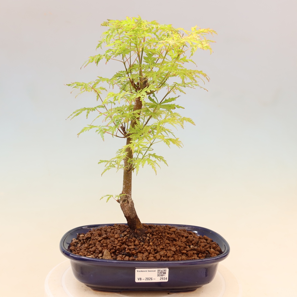 Kültéri bonsai - Acer palmatum Dissectum
