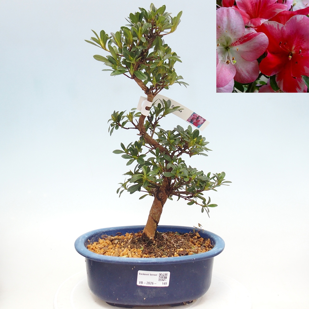 Kültéri bonsai - Japán azálea - Azalea Santoka