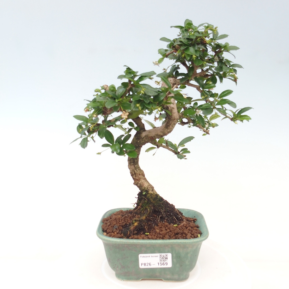 Szobai bonsai - Carmona macrophylla - Tea fuki