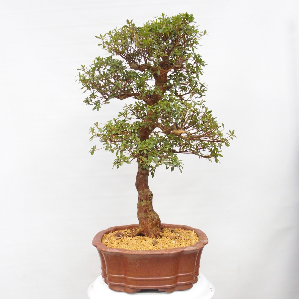 Kültéri bonsai - Japán azálea - Azálea Sayaka