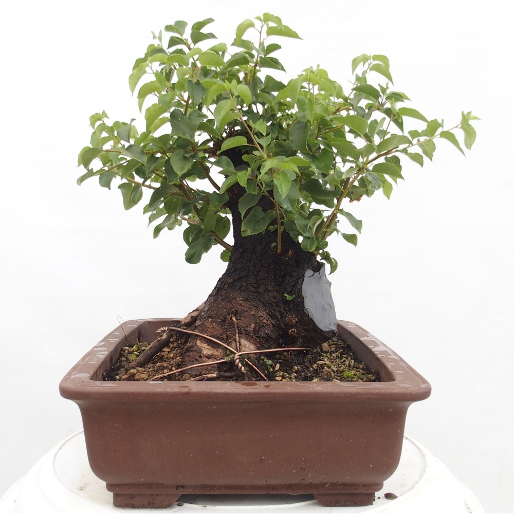 Kültéri bonsai - Mahalebka - Prunus mahaleb - Prunus mahaleb