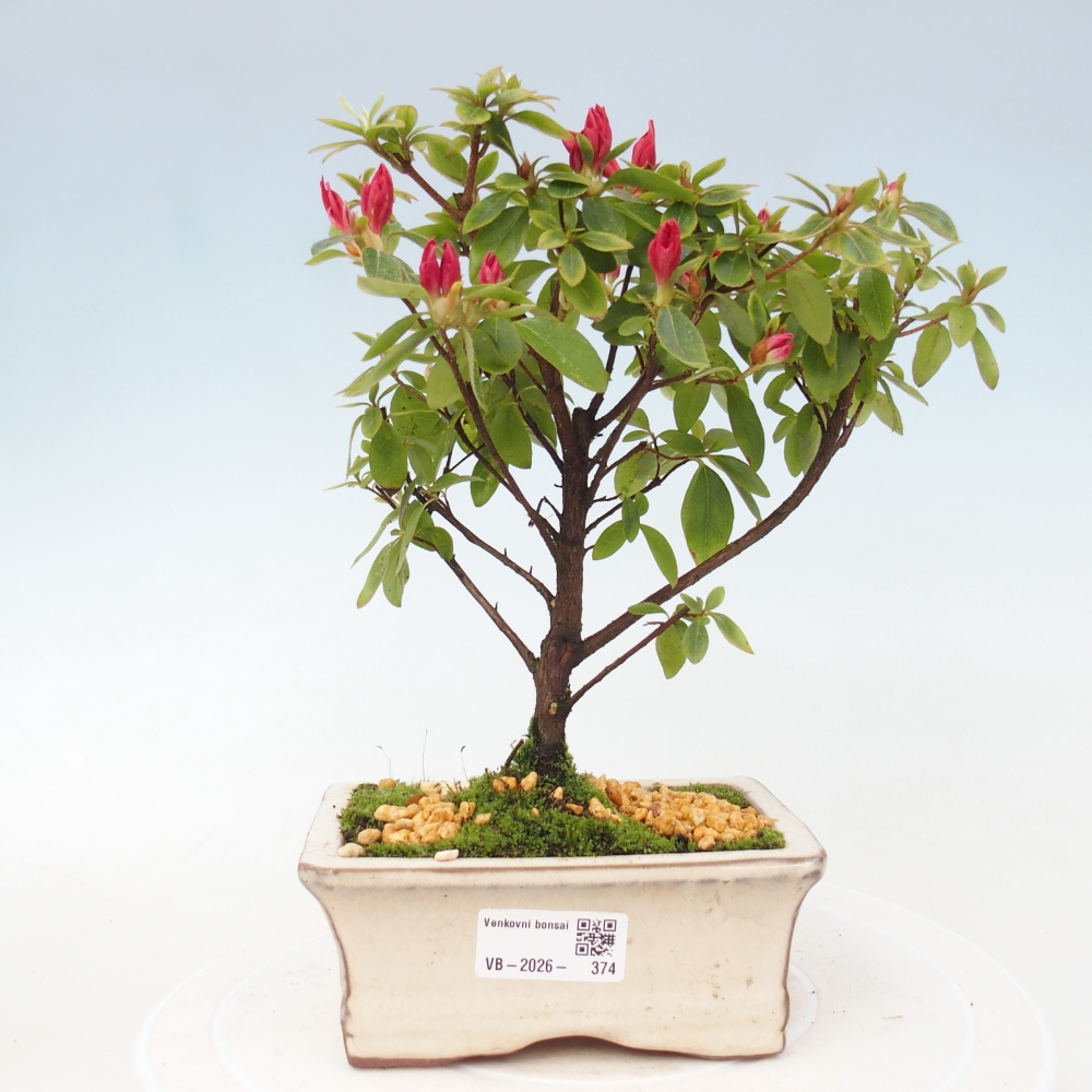Kültéri bonsai - japán azálea - Azalea sp.
