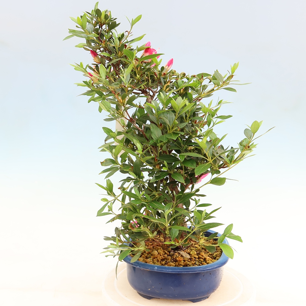 Kültéri bonsai - Japán azálea - Azálea Yoko
