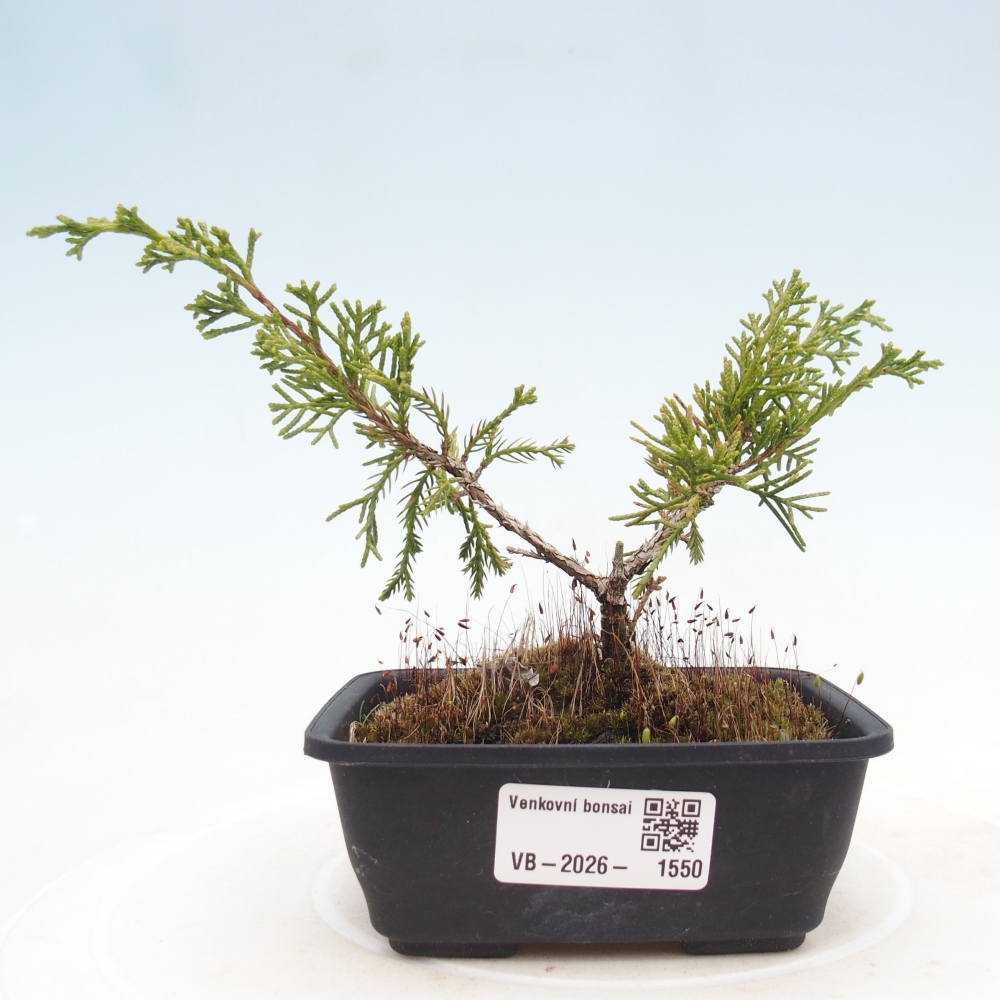 Kültéri bonsai - Juniperus chinensis Itoigawa