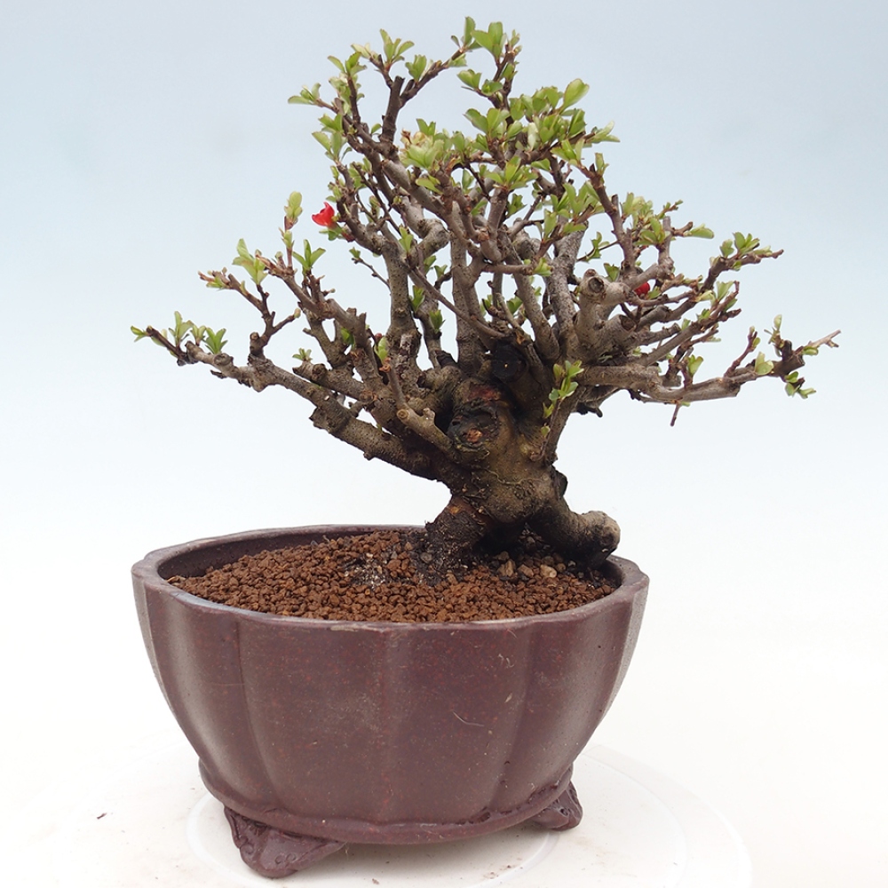 Kültéri bonsai - Chaneomeles speciosa - birs