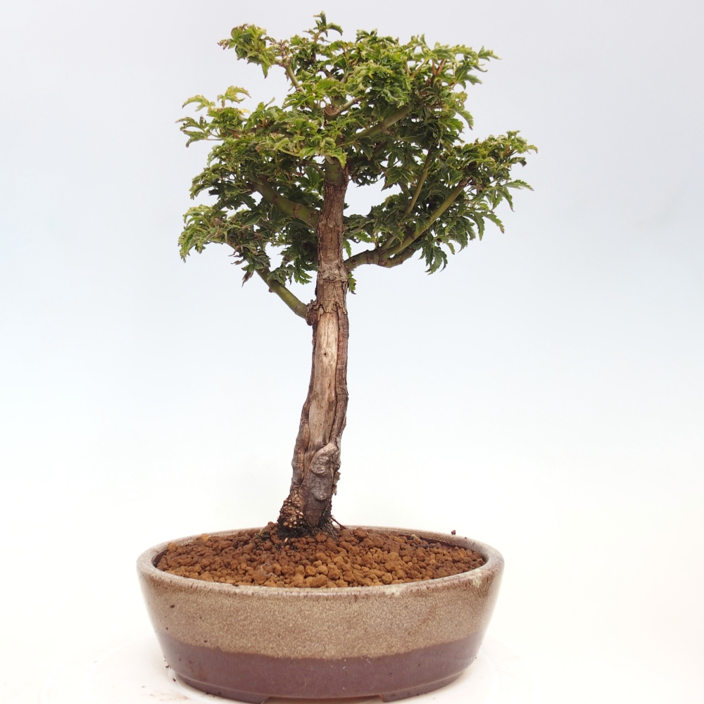 Kültéri bonsai -Javor pálma Acer palmatum Shishigashira