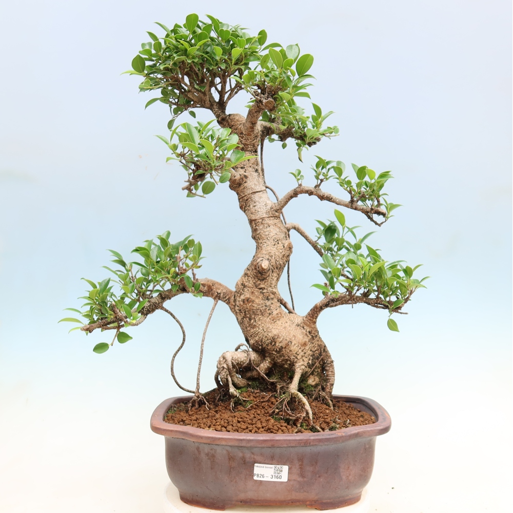 Szobai bonsai - Ficus kimmen - kislevelű fikusz