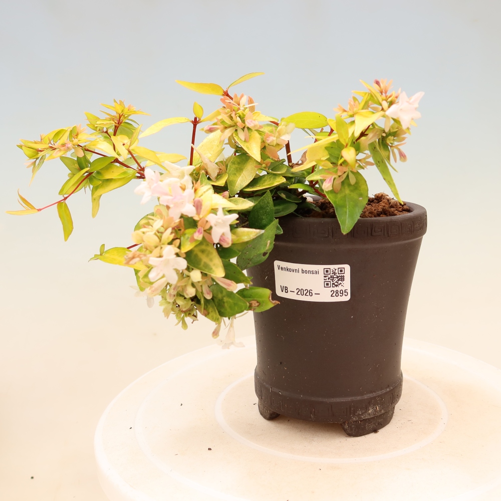 Kültéri bonsai – Abelia gr. Kleidoscope – Nagyvirágú abélia