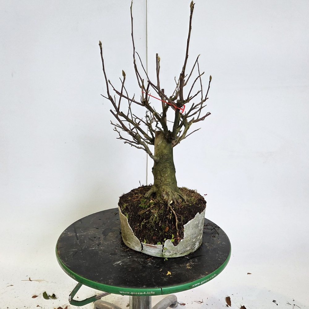 Kültéri bonsai - magnólia - Šácholan