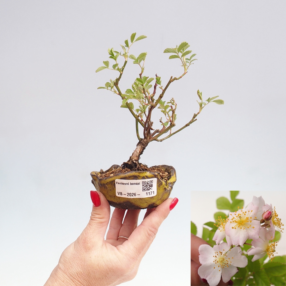 Kültéri bonsai - Rosa sp. - kisvirágú rózsa