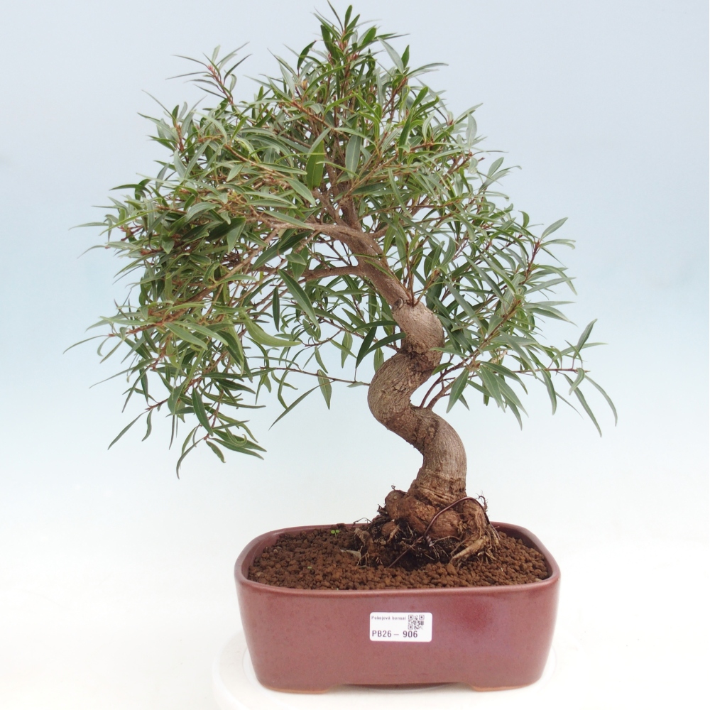 Szobai bonsai - Ficus nerifolia - kislevelű fikusz