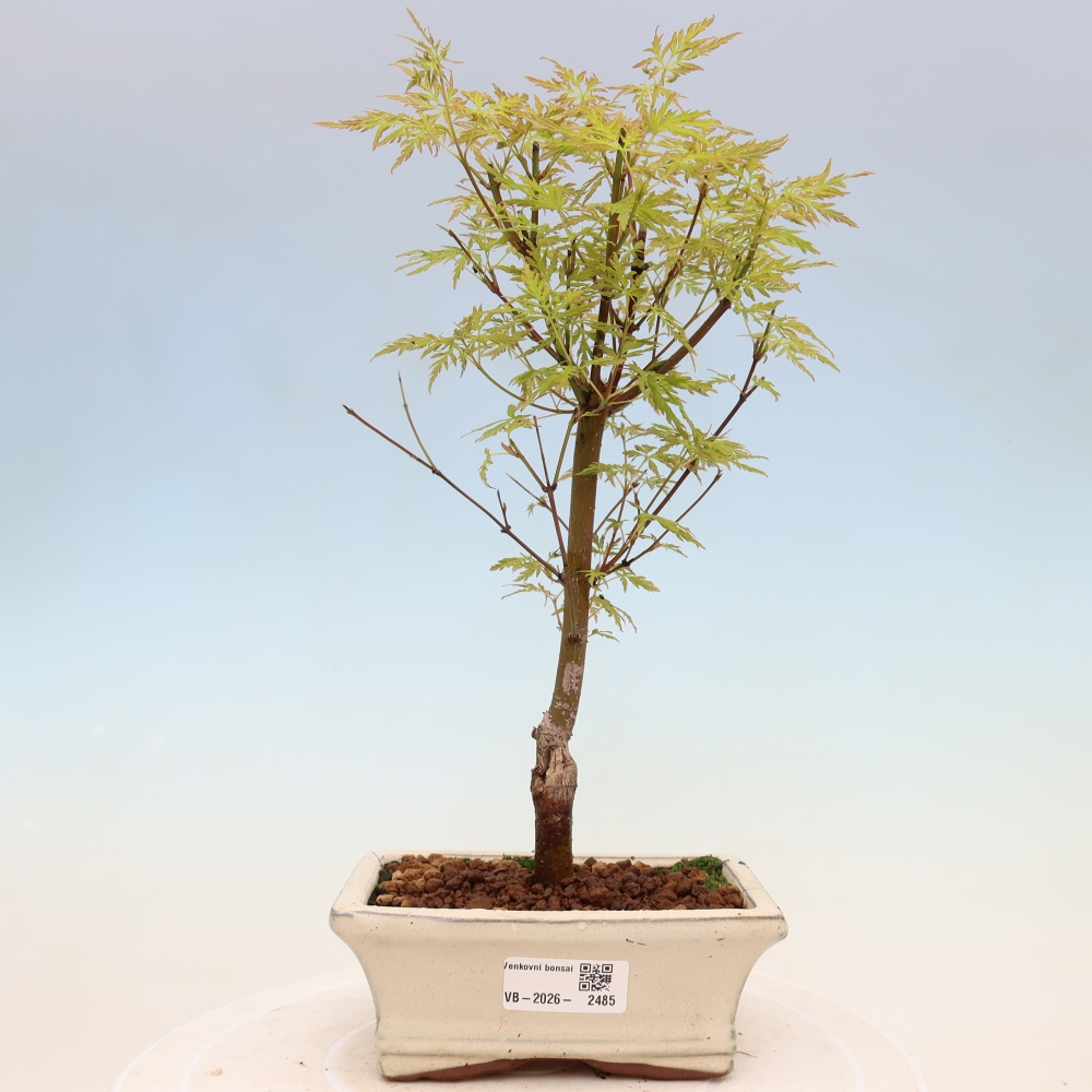 Kültéri bonsai - Acer palmatum Dissectum
