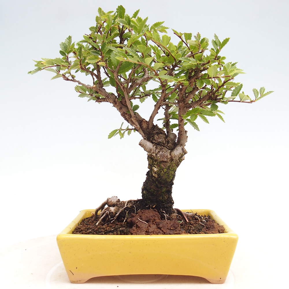 Kültéri bonsai - Zelkova - Zelkova NIRE