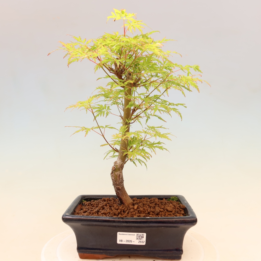 Kültéri bonsai - Acer palmatum Dissectum