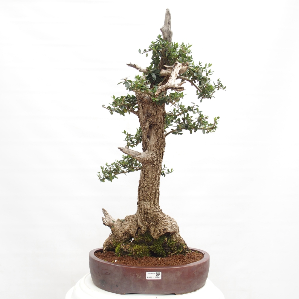 Beltéri bonsai - Olea europaea sylvestris