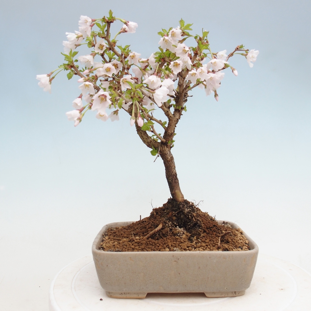 Kültéri bonsai - Prunus incisa Kojou-no mai-Plivon kivágva