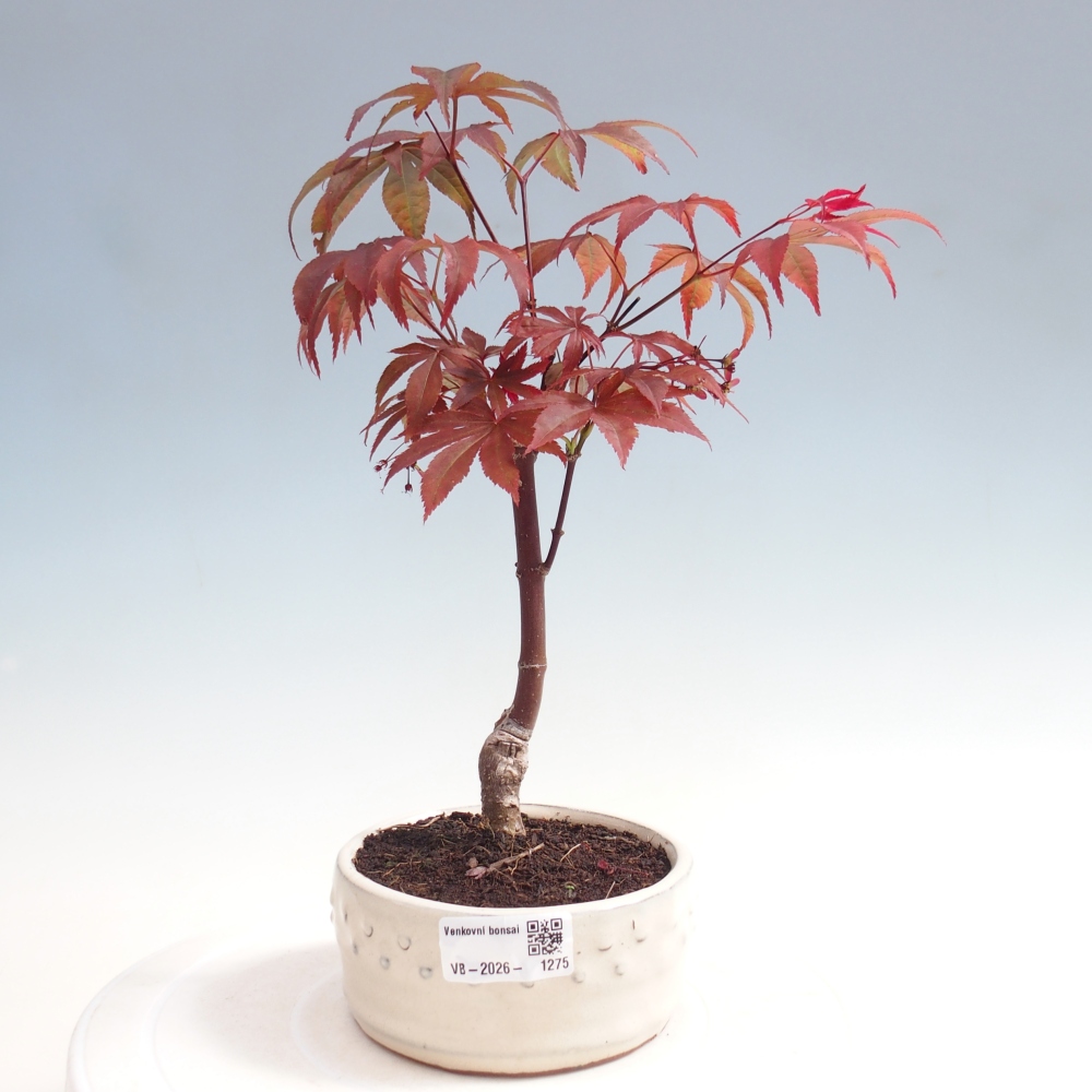 Kültéri bonsai - Acer pálma. Atropurpureum-Javor palmate