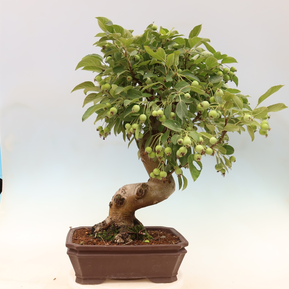 Kültéri bonsai -Malus halliana - Kis gyümölcsű almafa