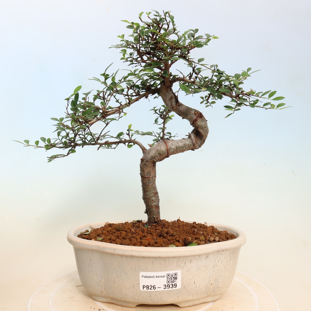 Szobai bonsai - Ulmus parvifolia - Kislevelű szilfa