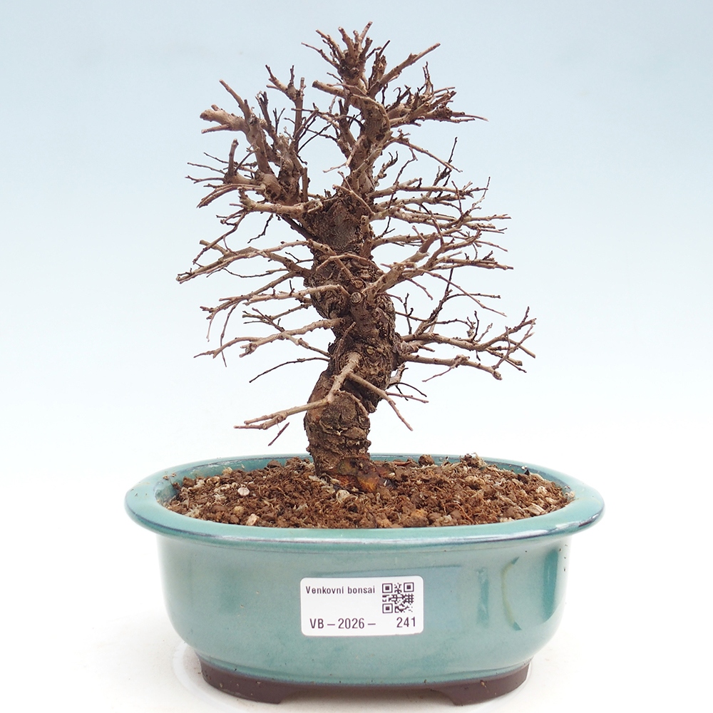 Kültéri bonsai - Zelkova - Zelkova NIRE