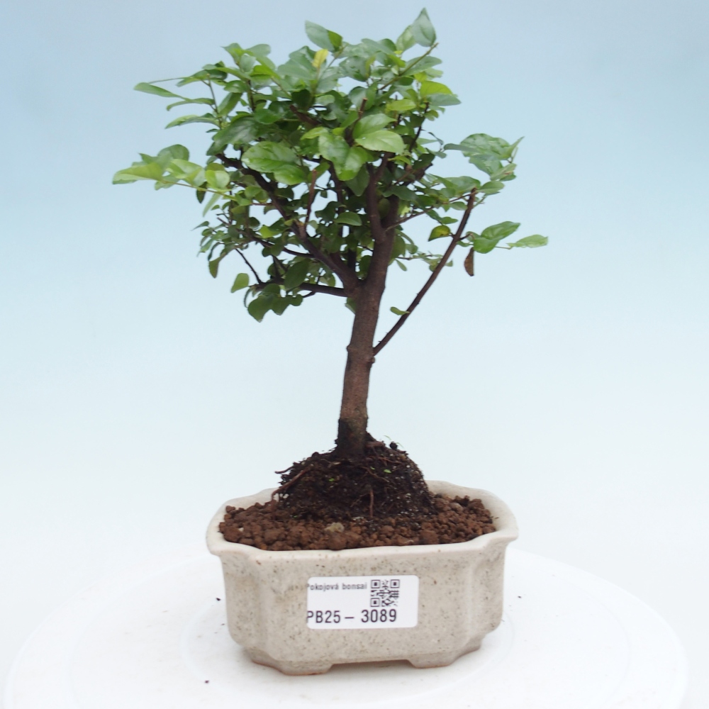 Szobai bonsai - Sageretia thea - Sageretia thea