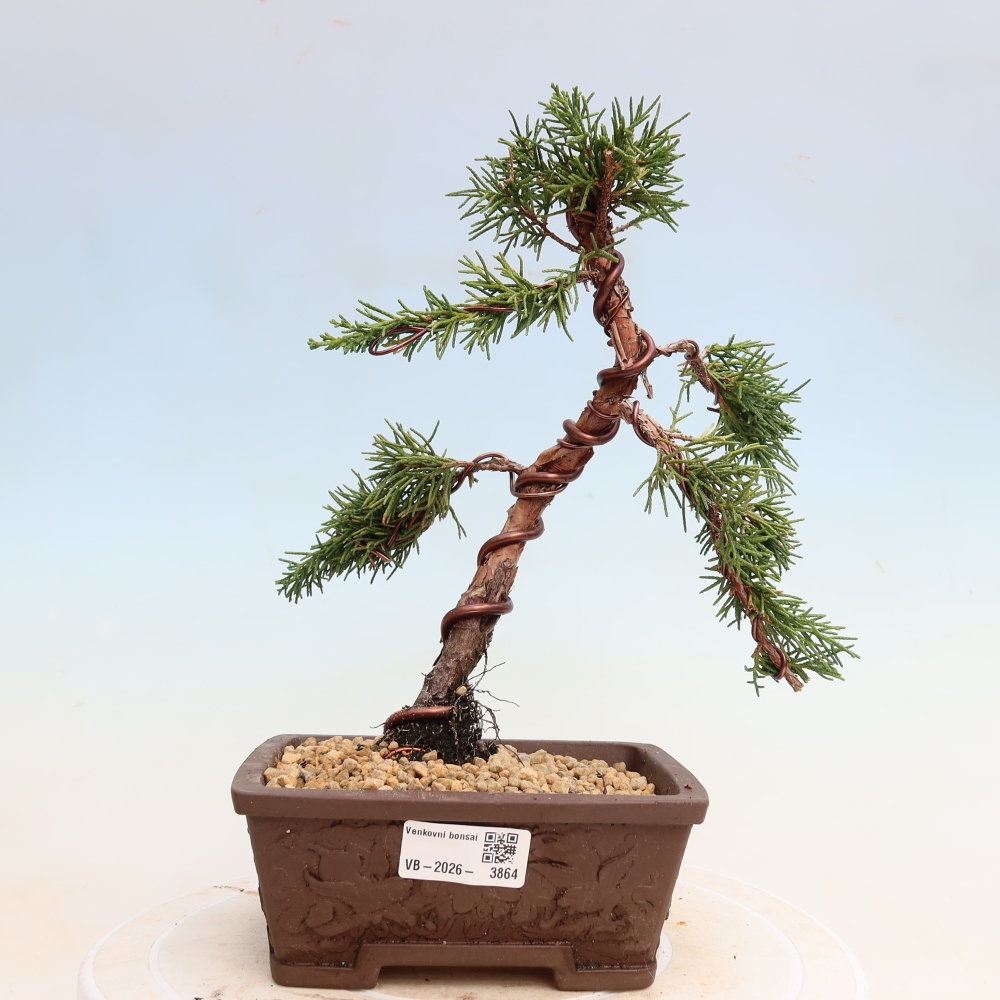 Kültéri bonsai - Juniperus chinensis Kishu